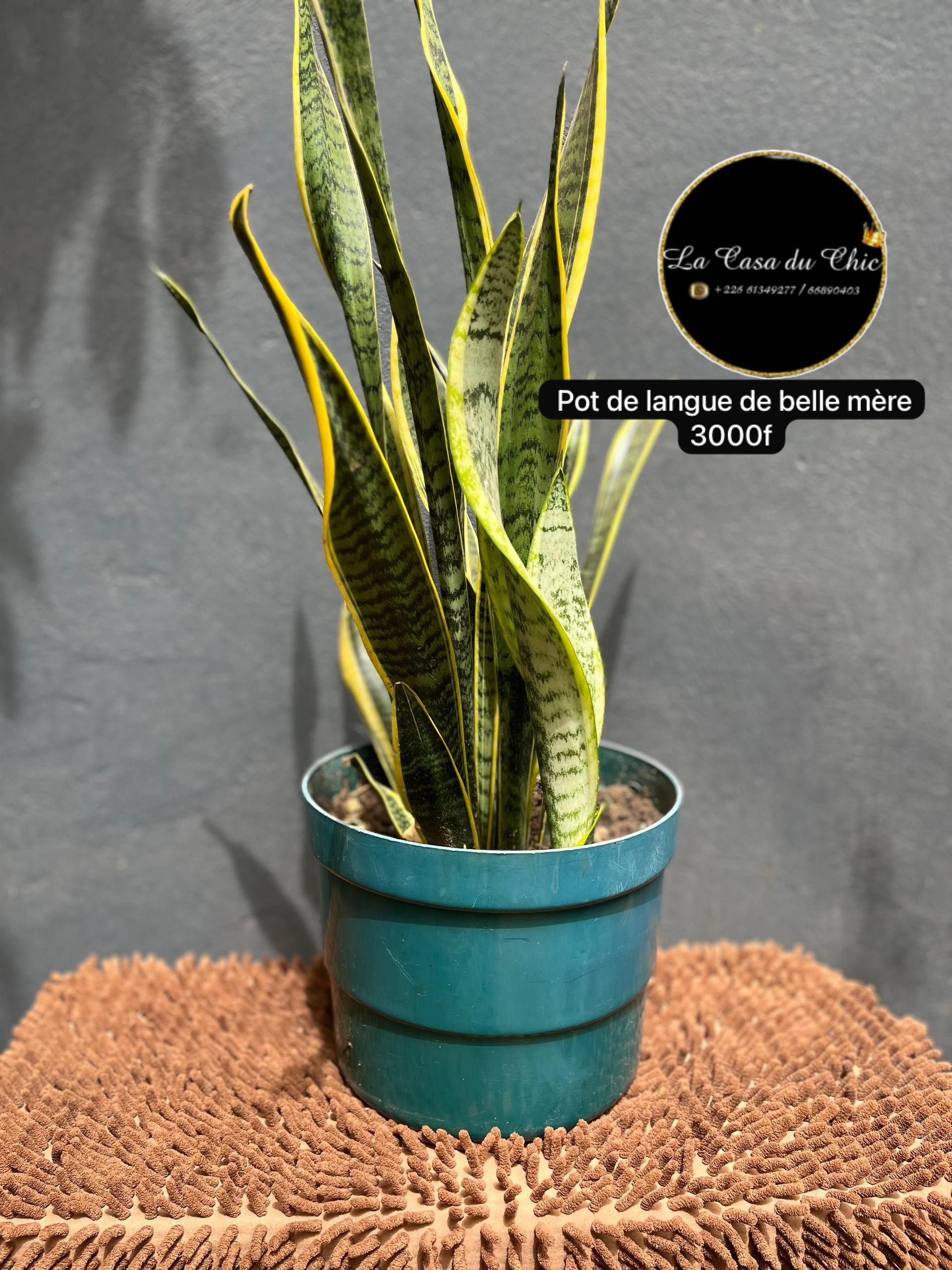 Pot de langue de belle mere