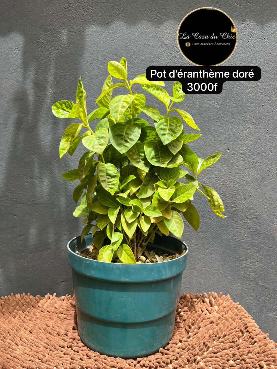 Pot d’éranthème doré