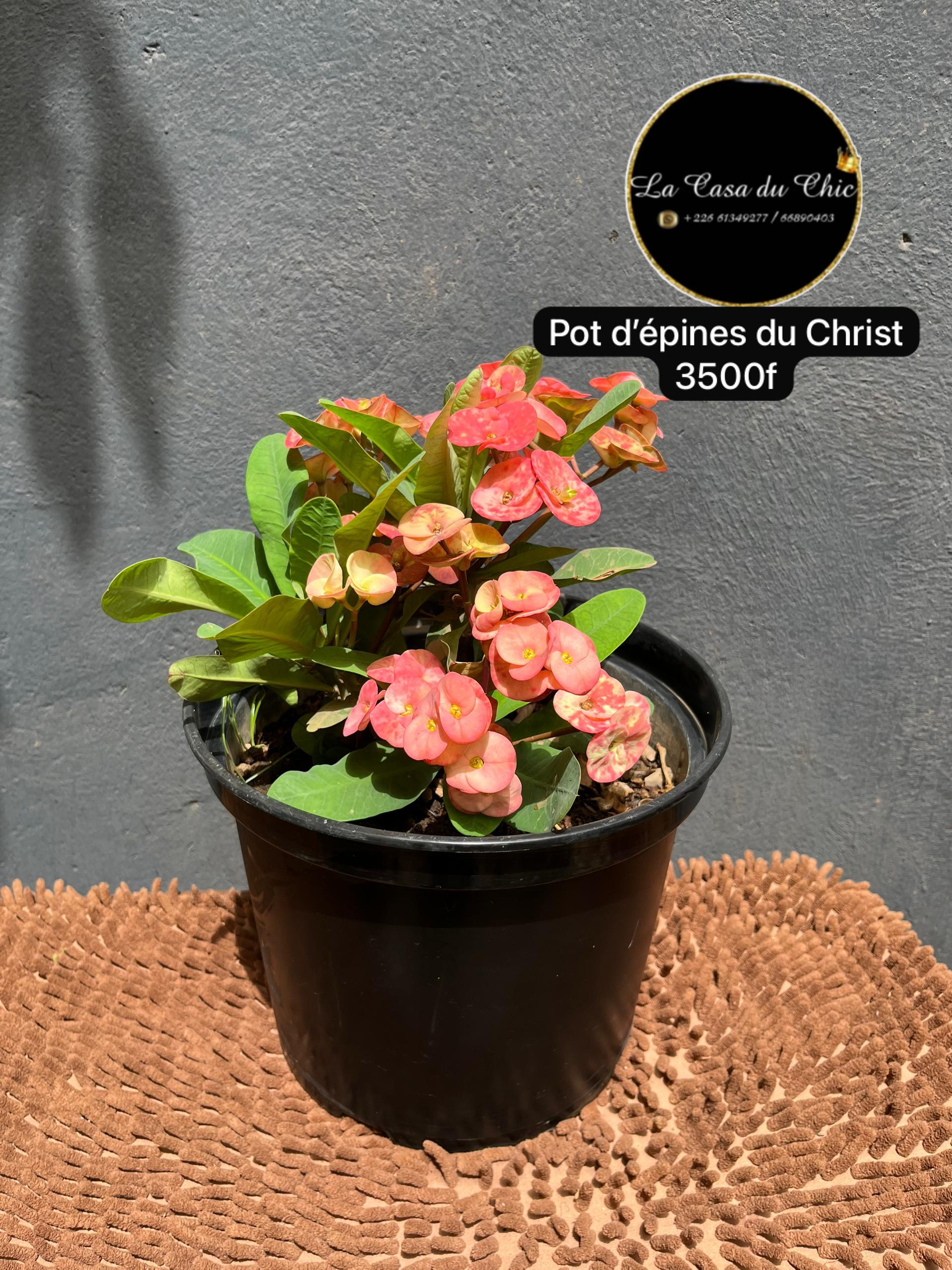 Pot d’épines du Christ 2