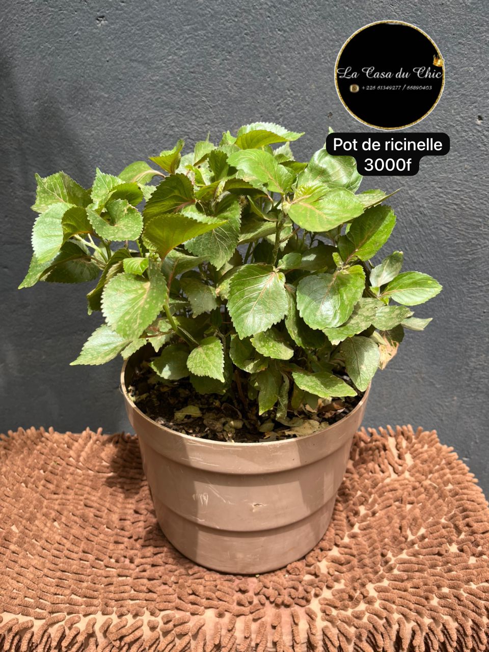 Pot de ricinelle