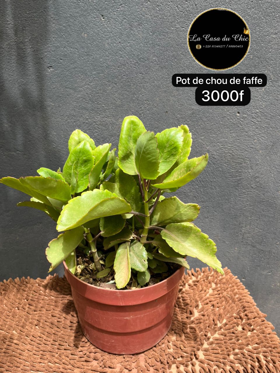 Pot de chou de faffe