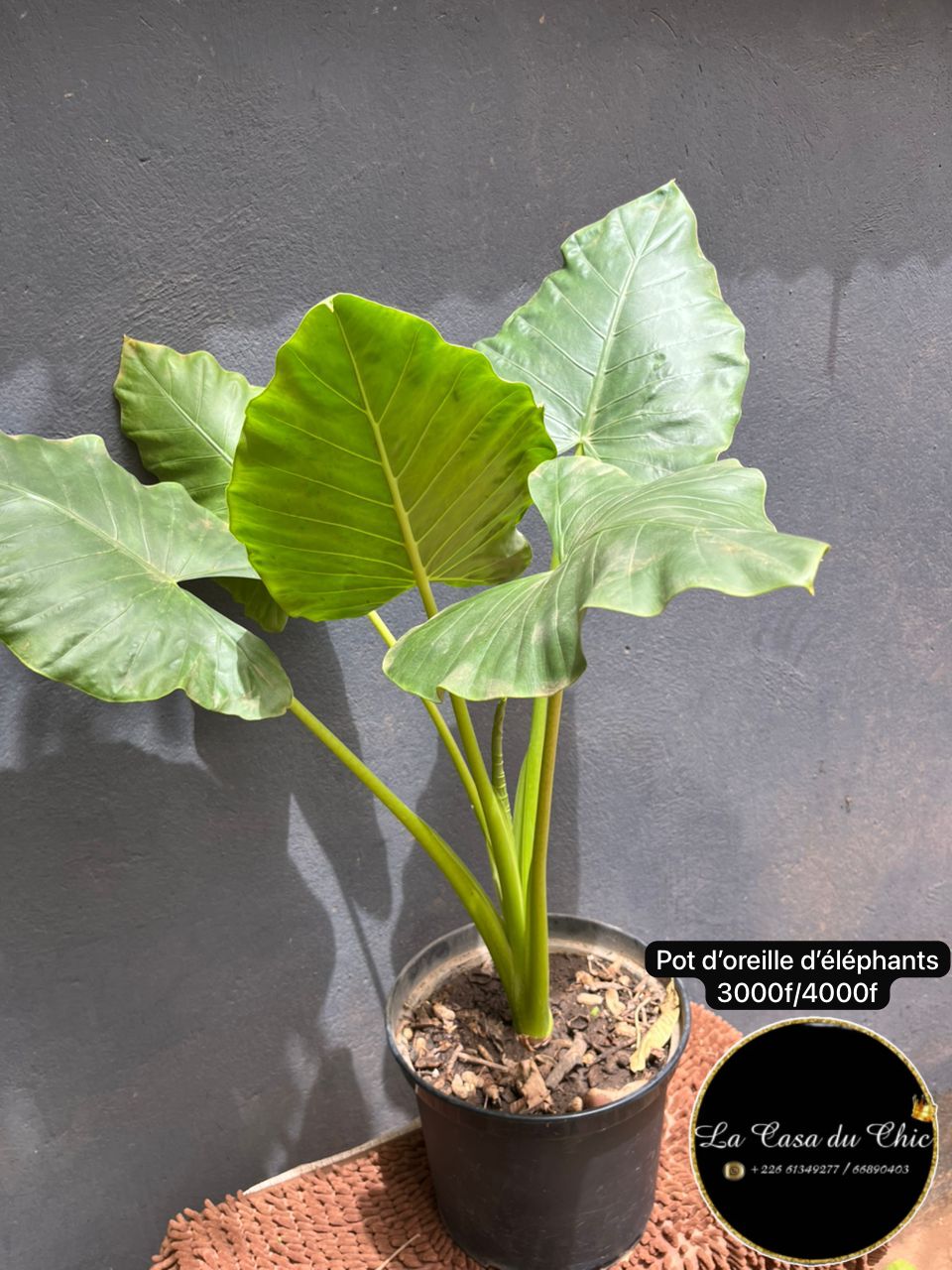 Pot d’oreilles d’éléphants