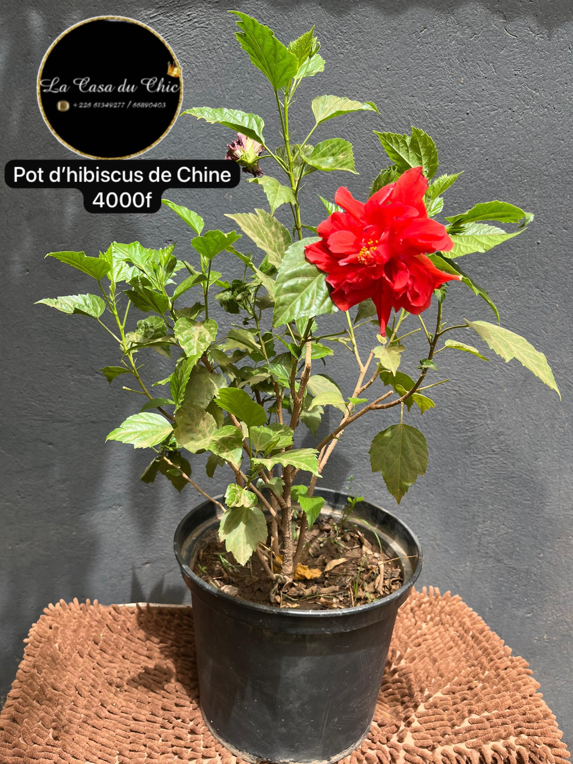 Pot d’hibiscus de Chine
