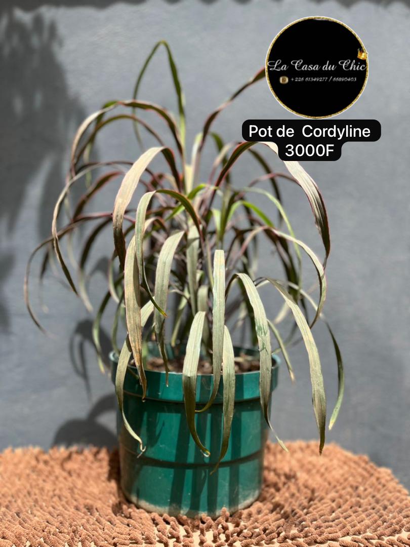 Pot de cordyline