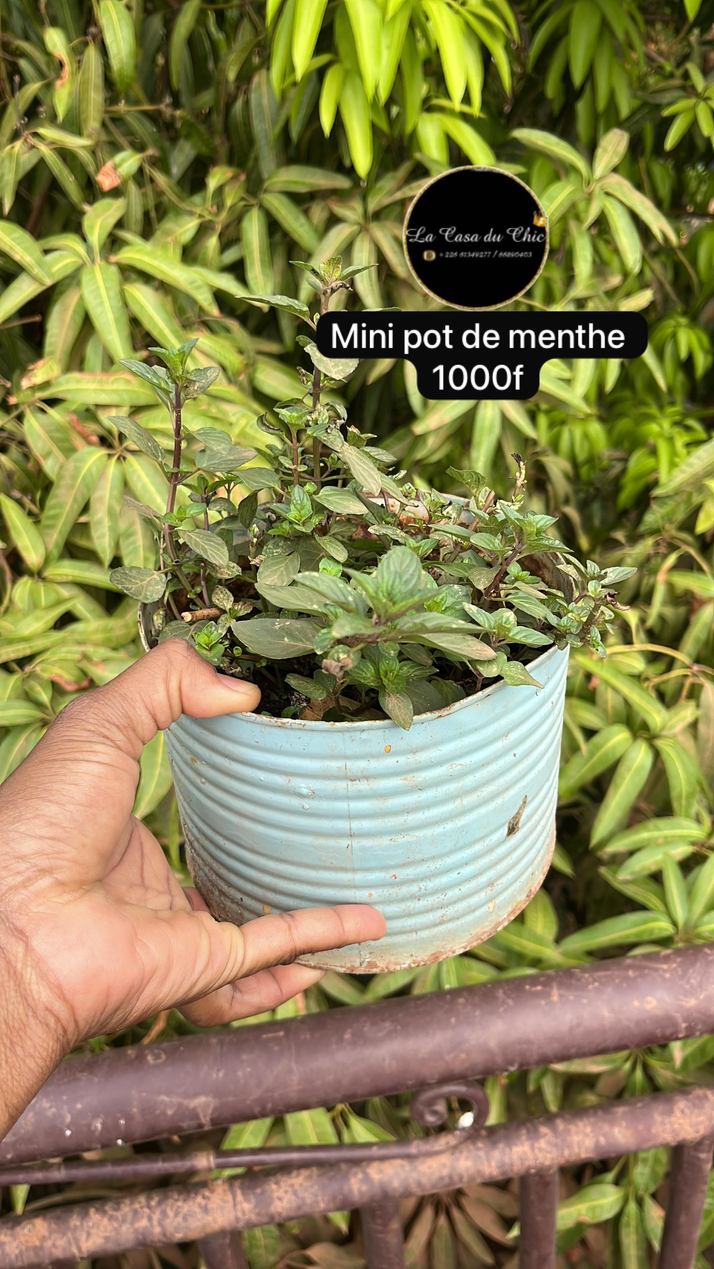 Pot de menthe